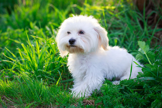 Which Dogs Are Hypoallergenic? 5 Popular Hypoallergenic Dog Breeds