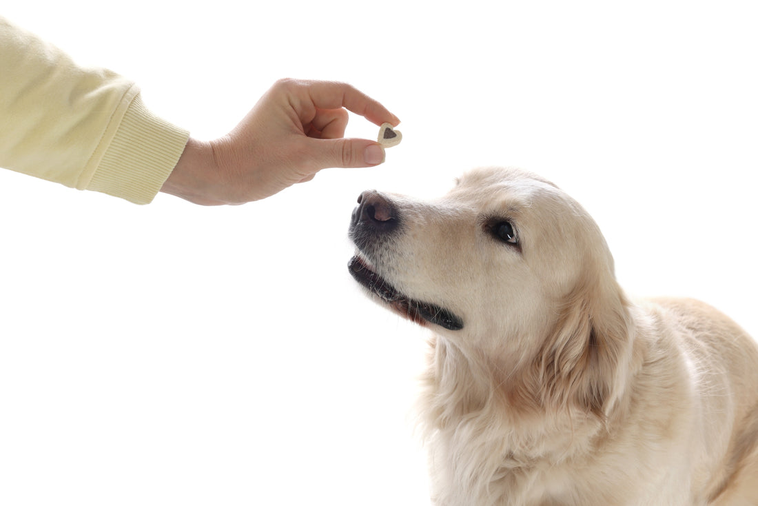 How to Give Your Dog Medication: 5 Simple Tricks