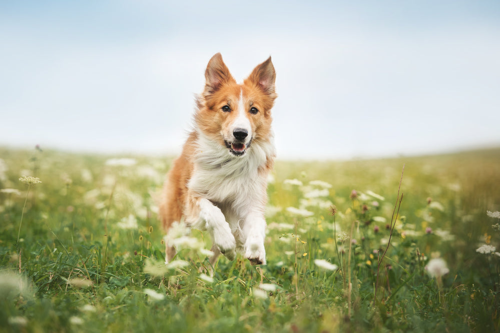 Eye Care Tips for Dogs with Allergies