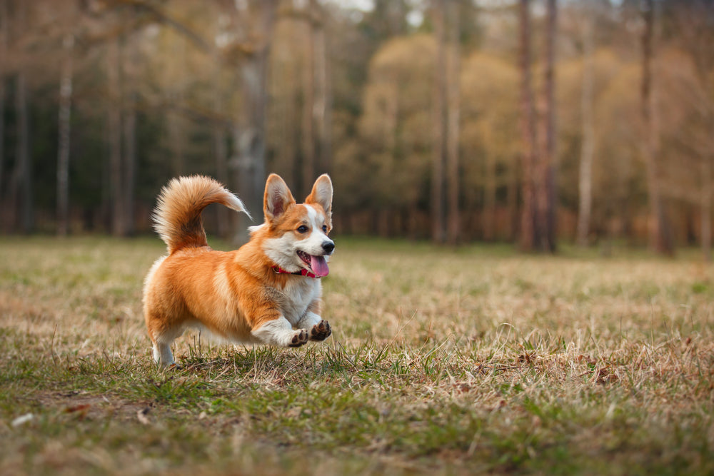 Corgi Allergies: What You Need to Know About Symptoms and Remedies