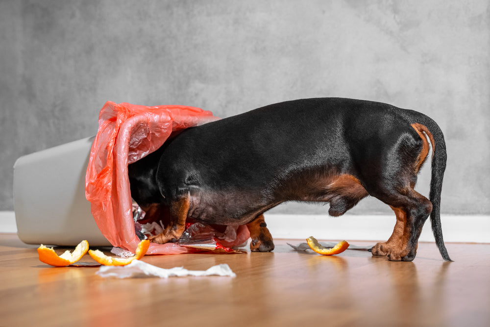 Dog Food Allergy vs Dog Food Intolerance: What's the Difference?