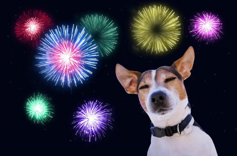 Helping Your Dog Cope With Fireworks