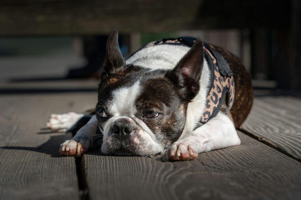 Dog Relaxing In The Shade