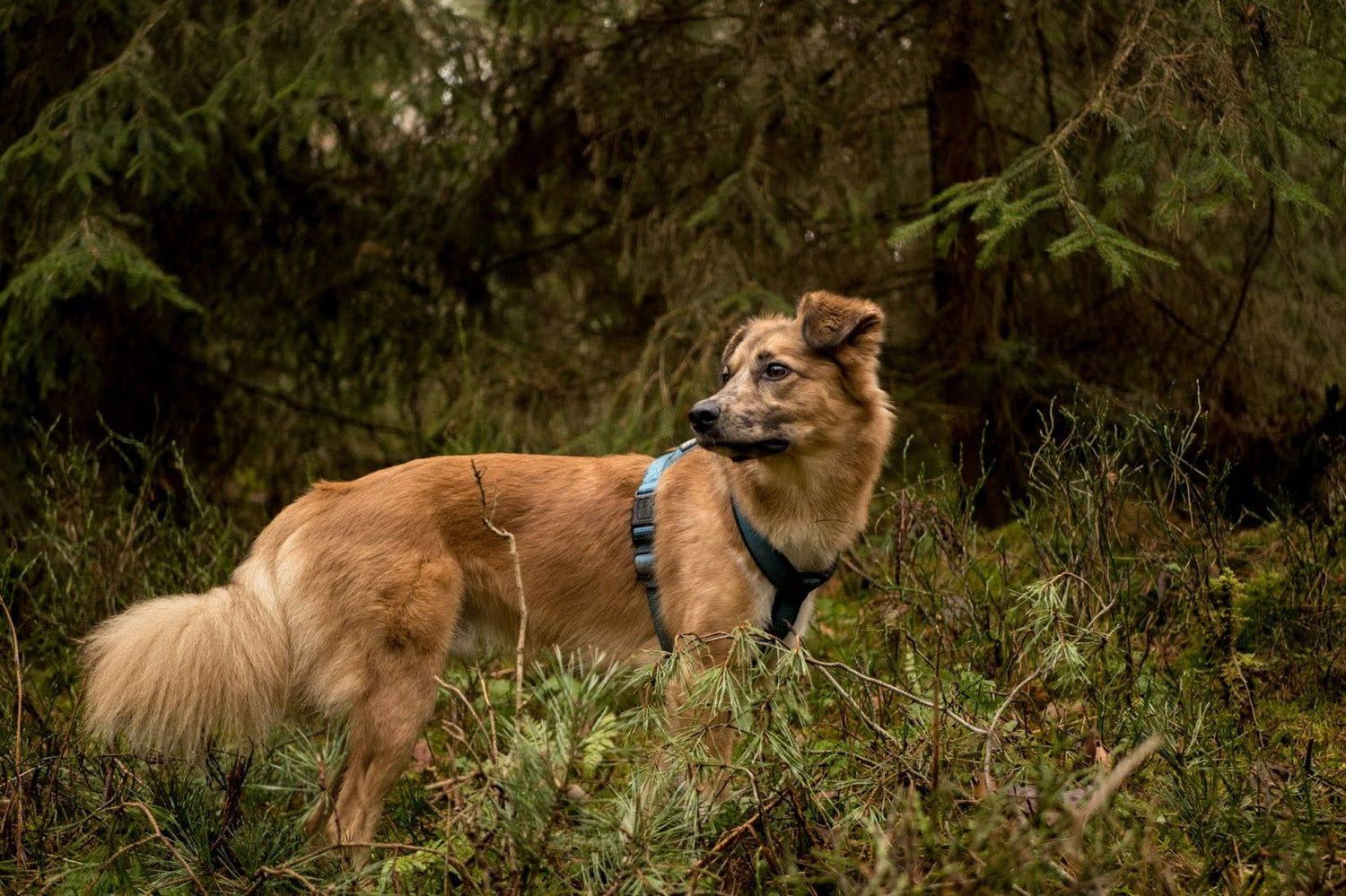 Dog Roaming Around The Forest