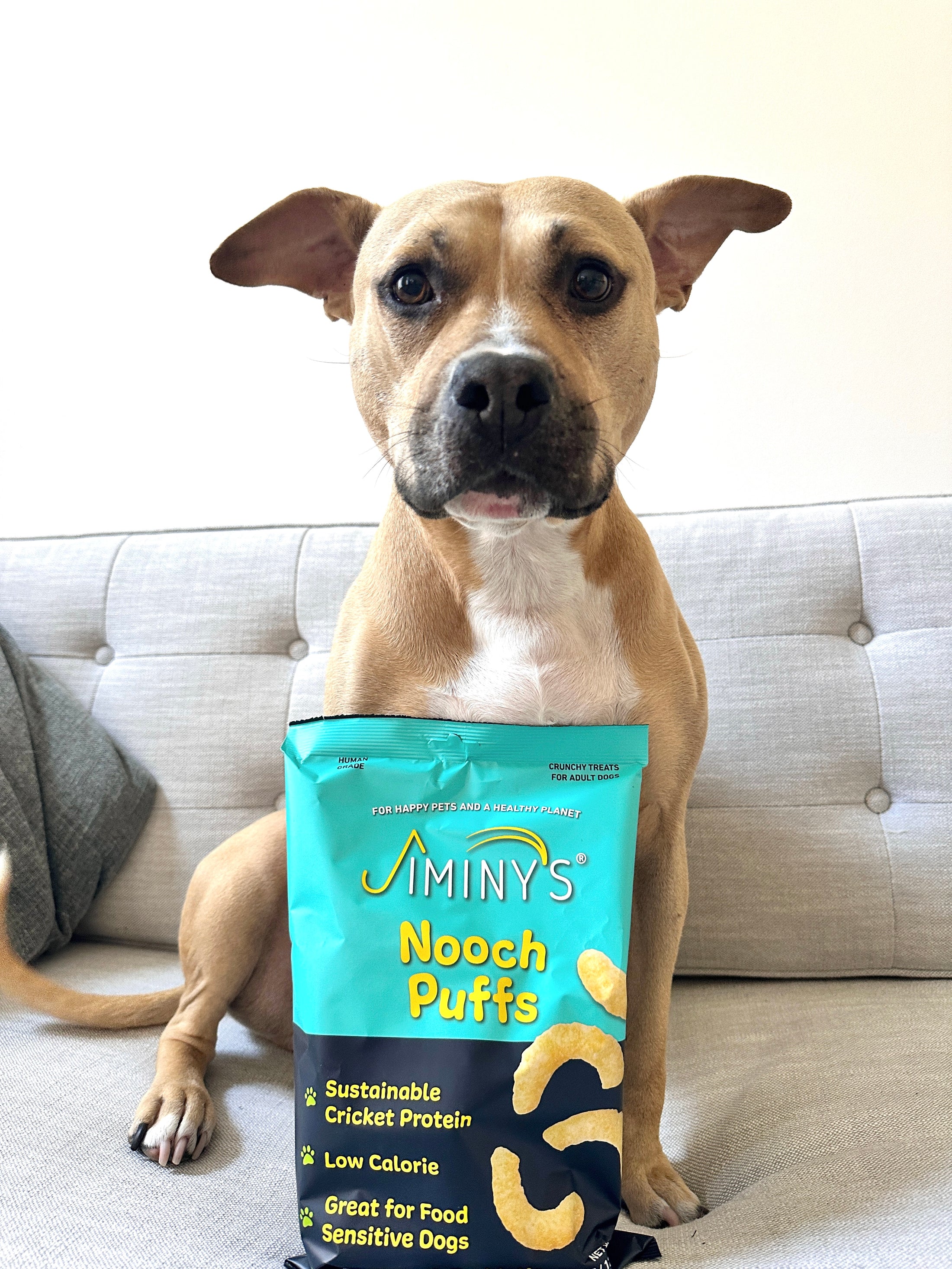 Dog Treats for Sensitive Stomachs: Finding the Perfect Match – Jiminy's