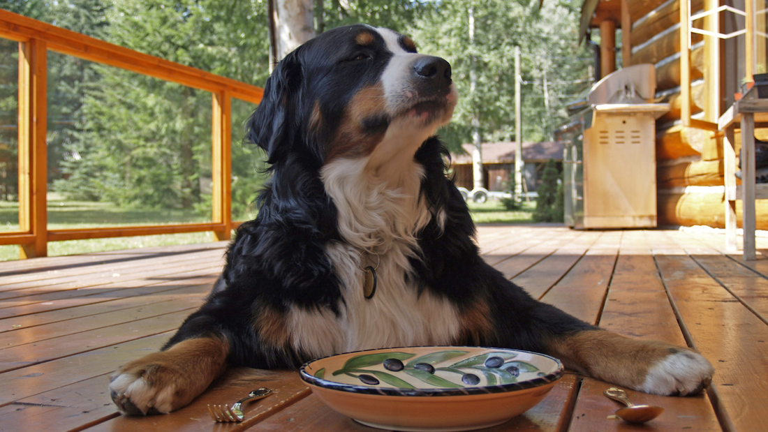 Dog waiting for his hypoallergenic dog food