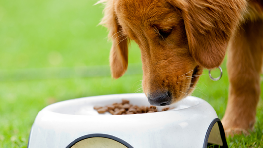 Dogs Eating Outside