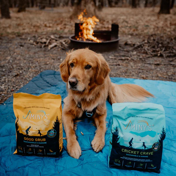 Fun Things to Do with Your Dog: 10 Exciting Activities for You and Your Furry Friend