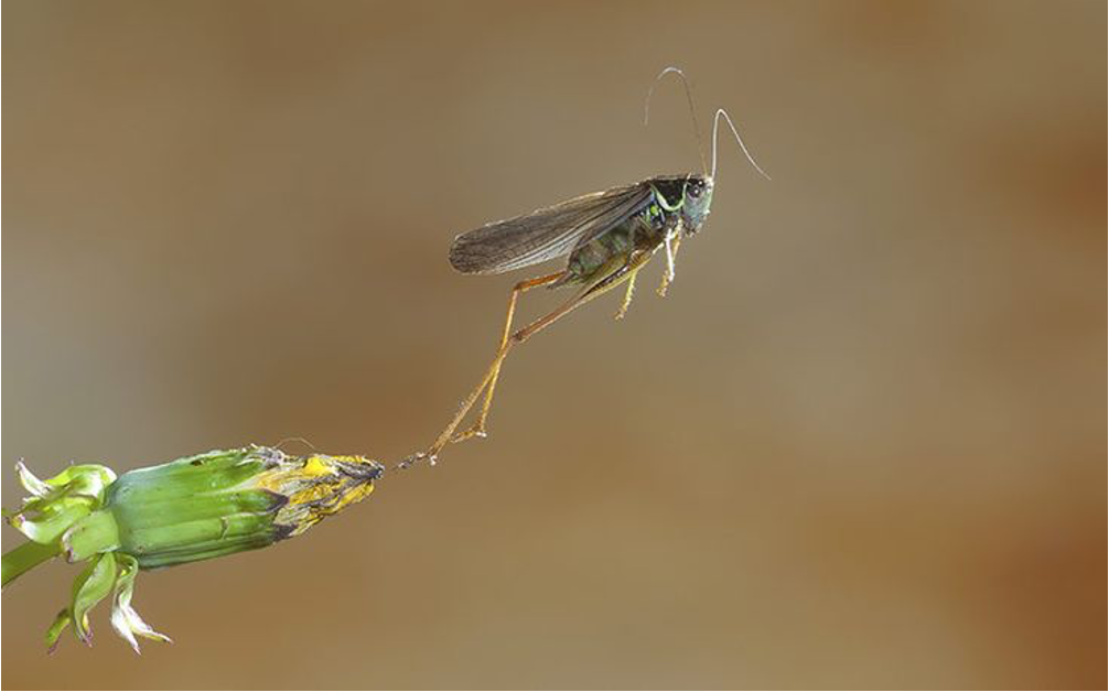 Close up view of an insect's exoskeleton