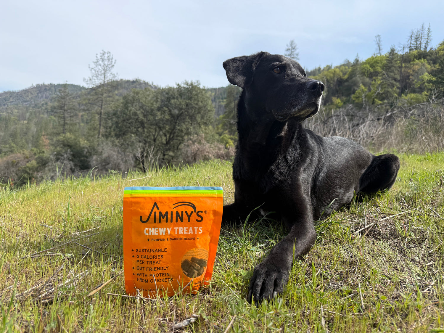 Tuco at 11: Proof That Jiminy’s Keeps Dogs Young at Heart 🐾