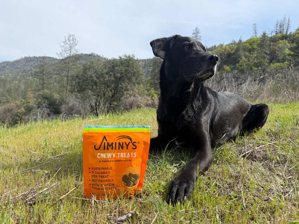 Tuco at 11: Proof That Jiminy’s Keeps Dogs Young at Heart 🐾