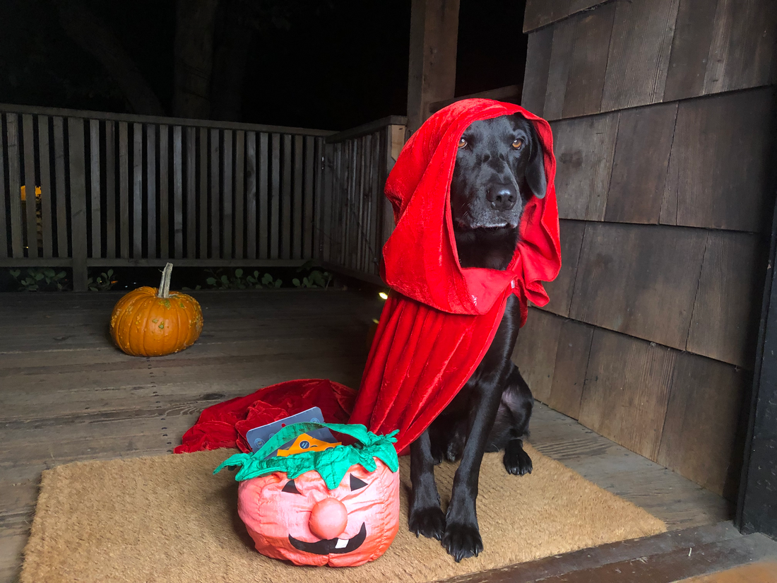 KEEPING YOUR DOG SAFE AND HAPPY DURING HALLOWEEN