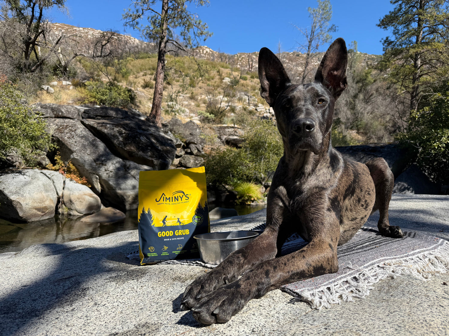 The 8-week allergy transformation for dogs with itchy skin