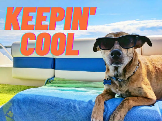 How to Keep Your Dog Cool in the Summer