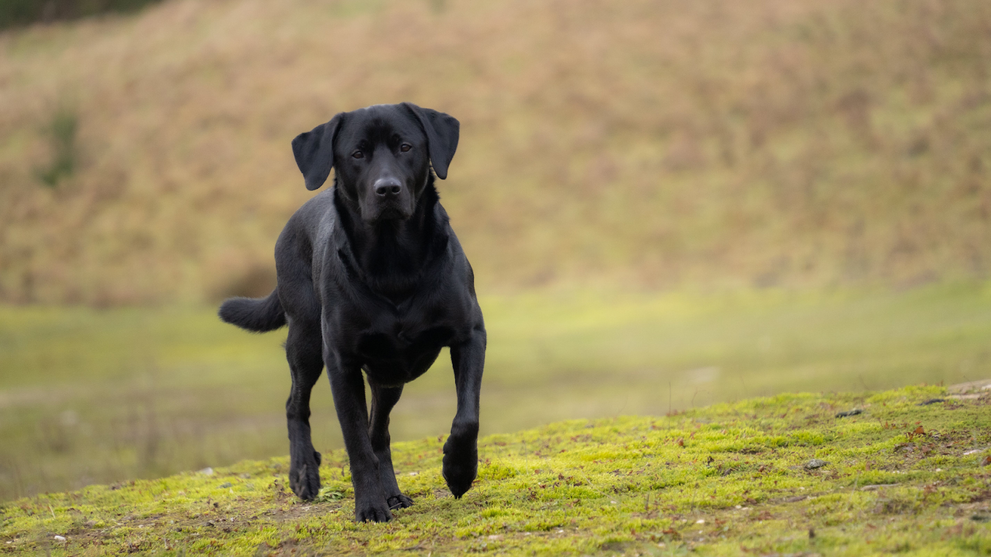 Labrador Running Outdoors