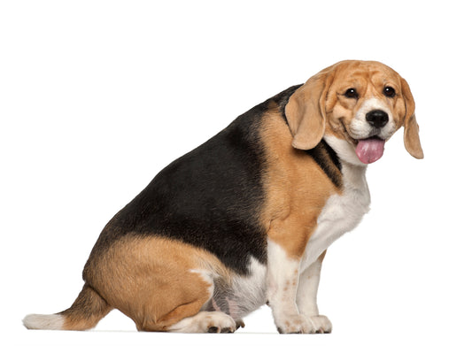 Dog Obesity: How do you know your dog is overweight?