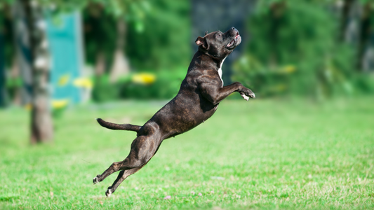 Pit Bull Playing Outdoors