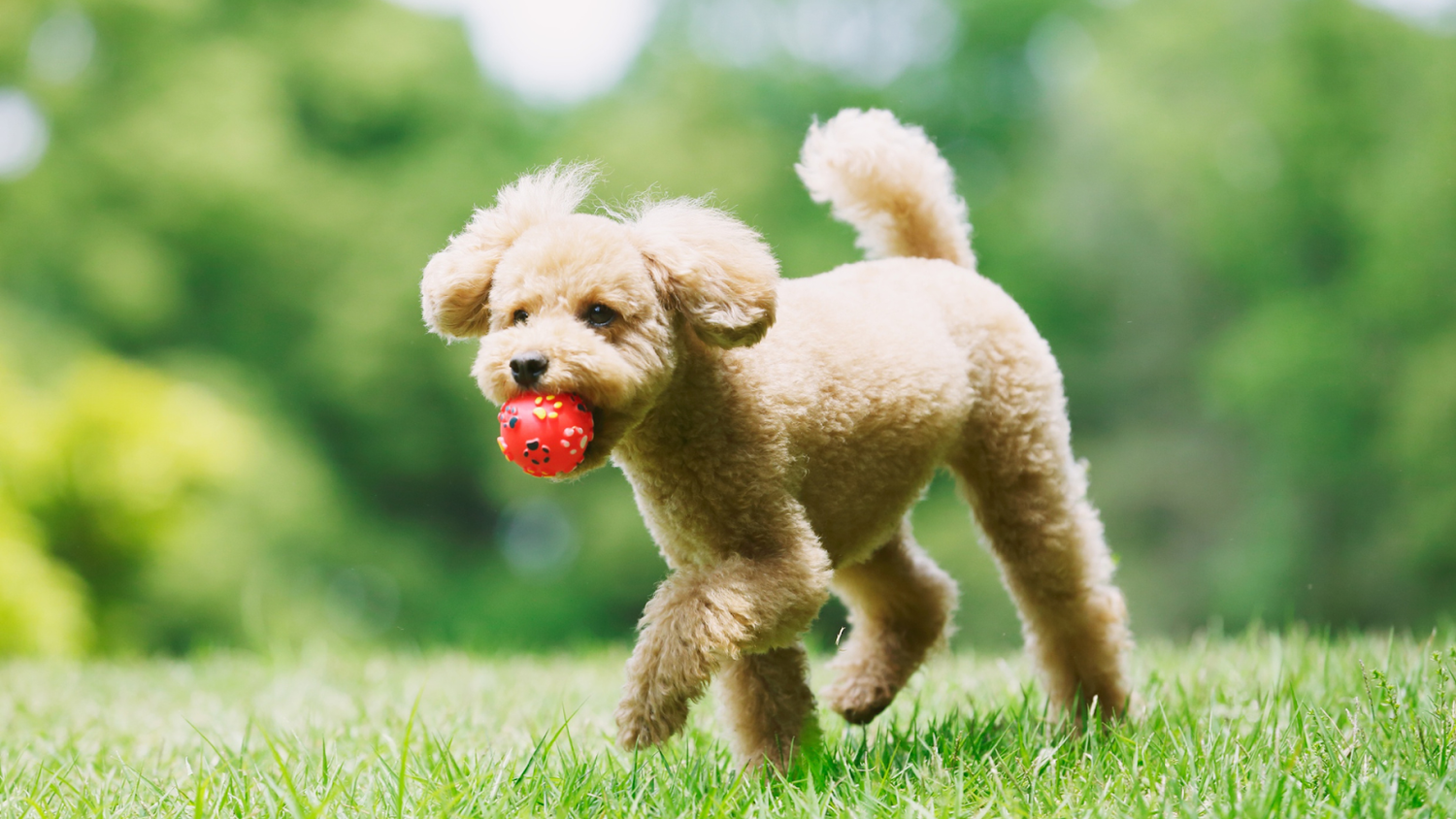 Poodle Playing Ball Outdoor