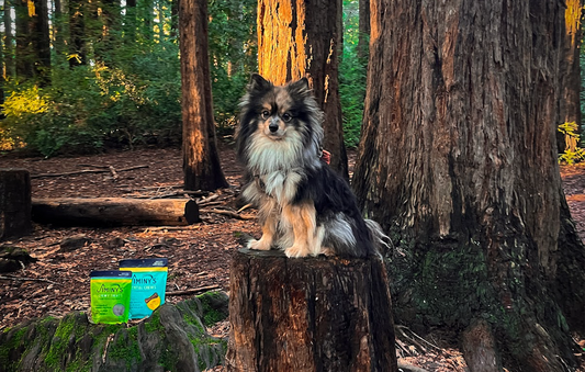 A dog in the woods with Jiminy's dental chews and training treats