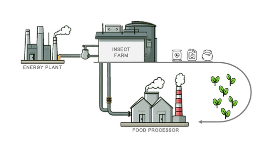 Industrial Symbiosis for Insect Protein