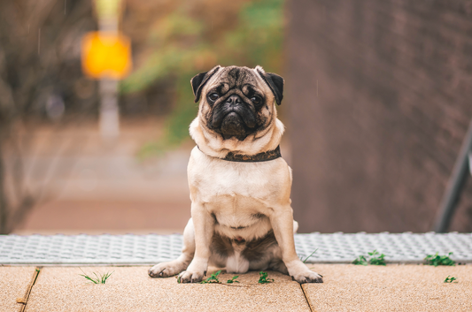 Understanding and Addressing Common Health Issues in Pugs