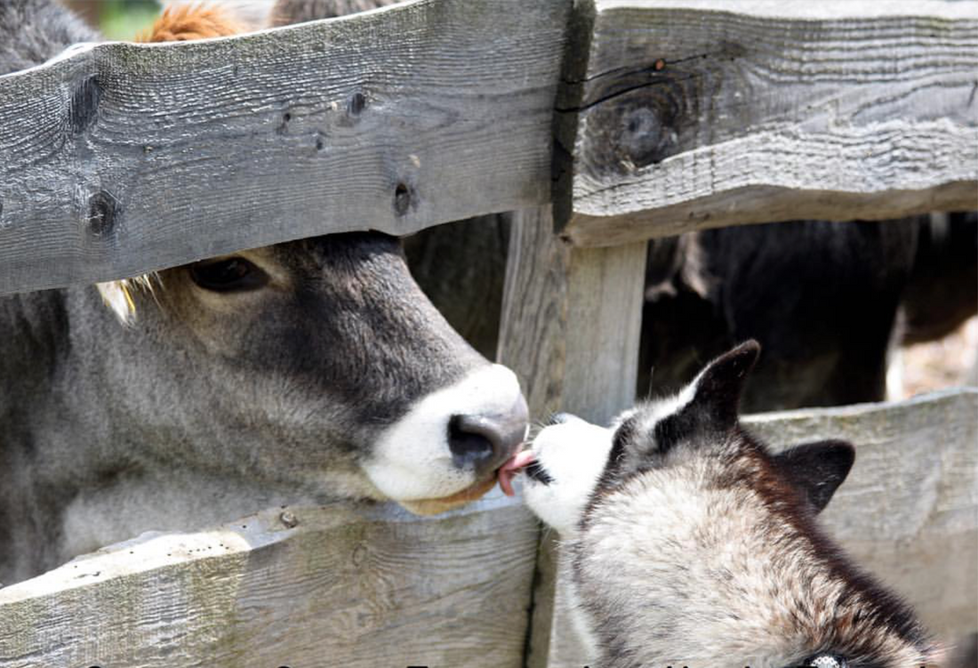 Food, Farming and the Fate of the Planet