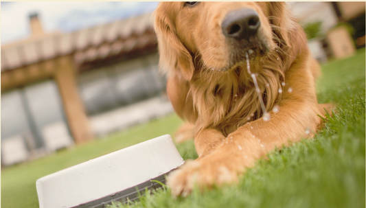 Why you should wash your dog's bowls everyday