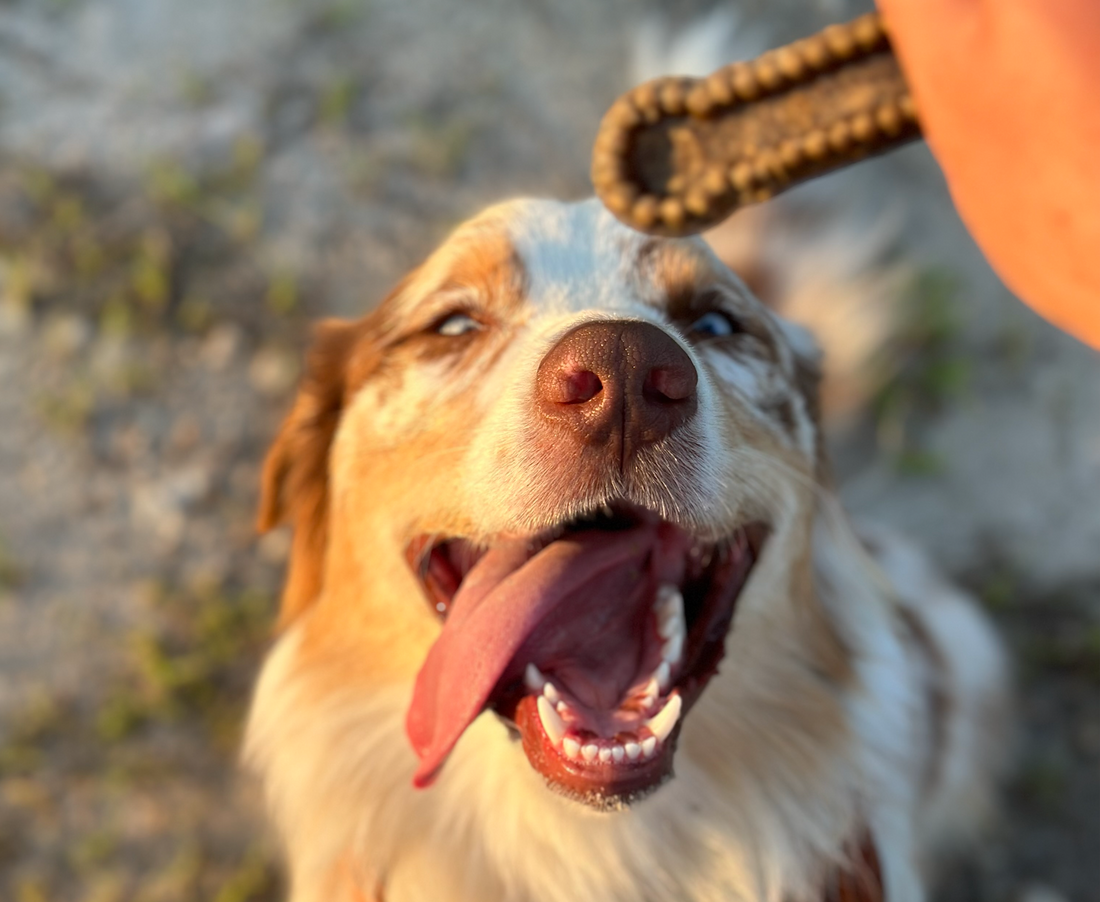 Dog excited for his dental chew