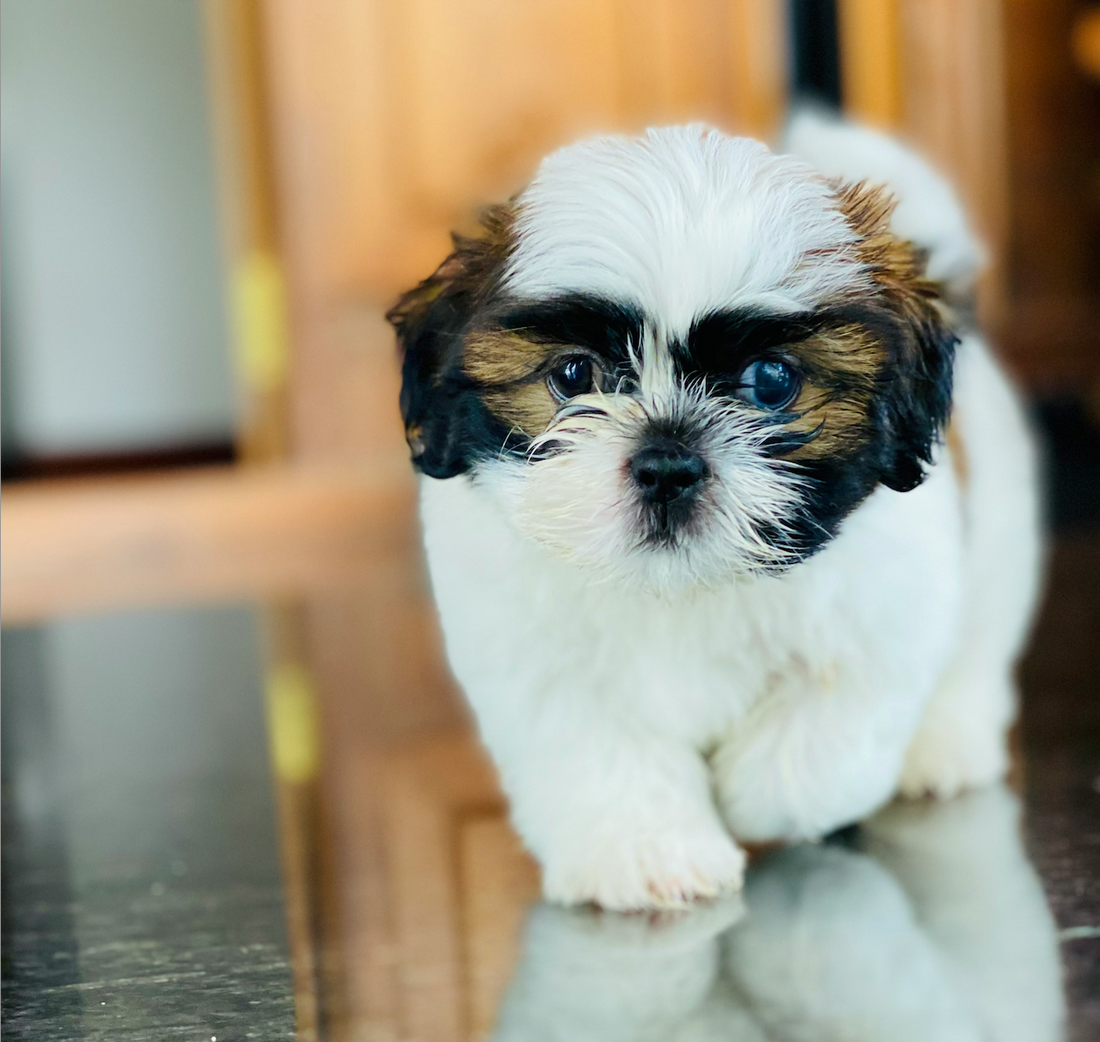 Shih Tzu is prone to dental issues