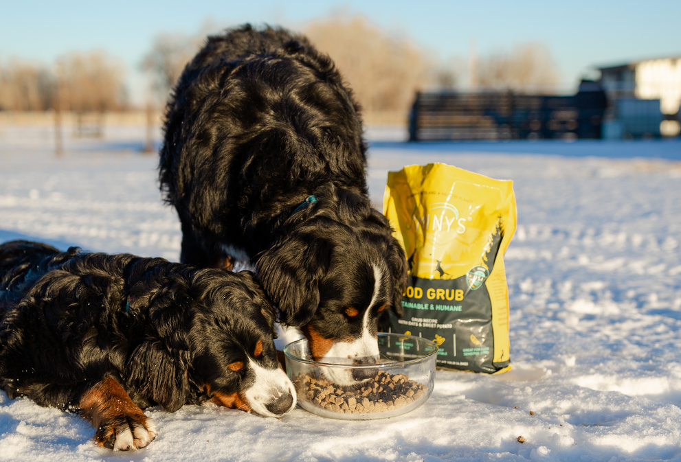 Winter Allergies in Dogs: Can Dogs Have Allergies in the Cold Season?