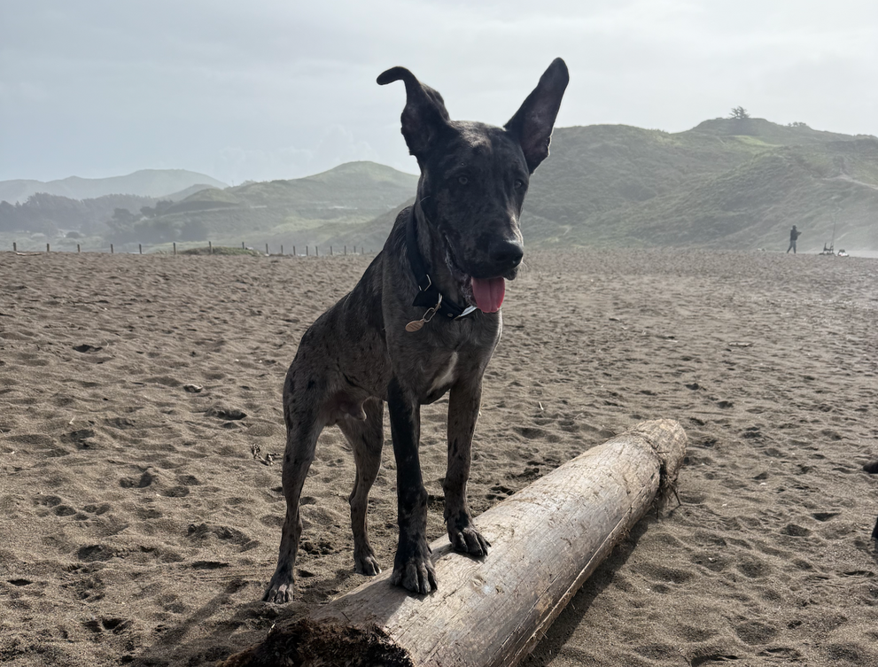 The Ultimate Guide to Dog-Friendly Beaches in Northern California