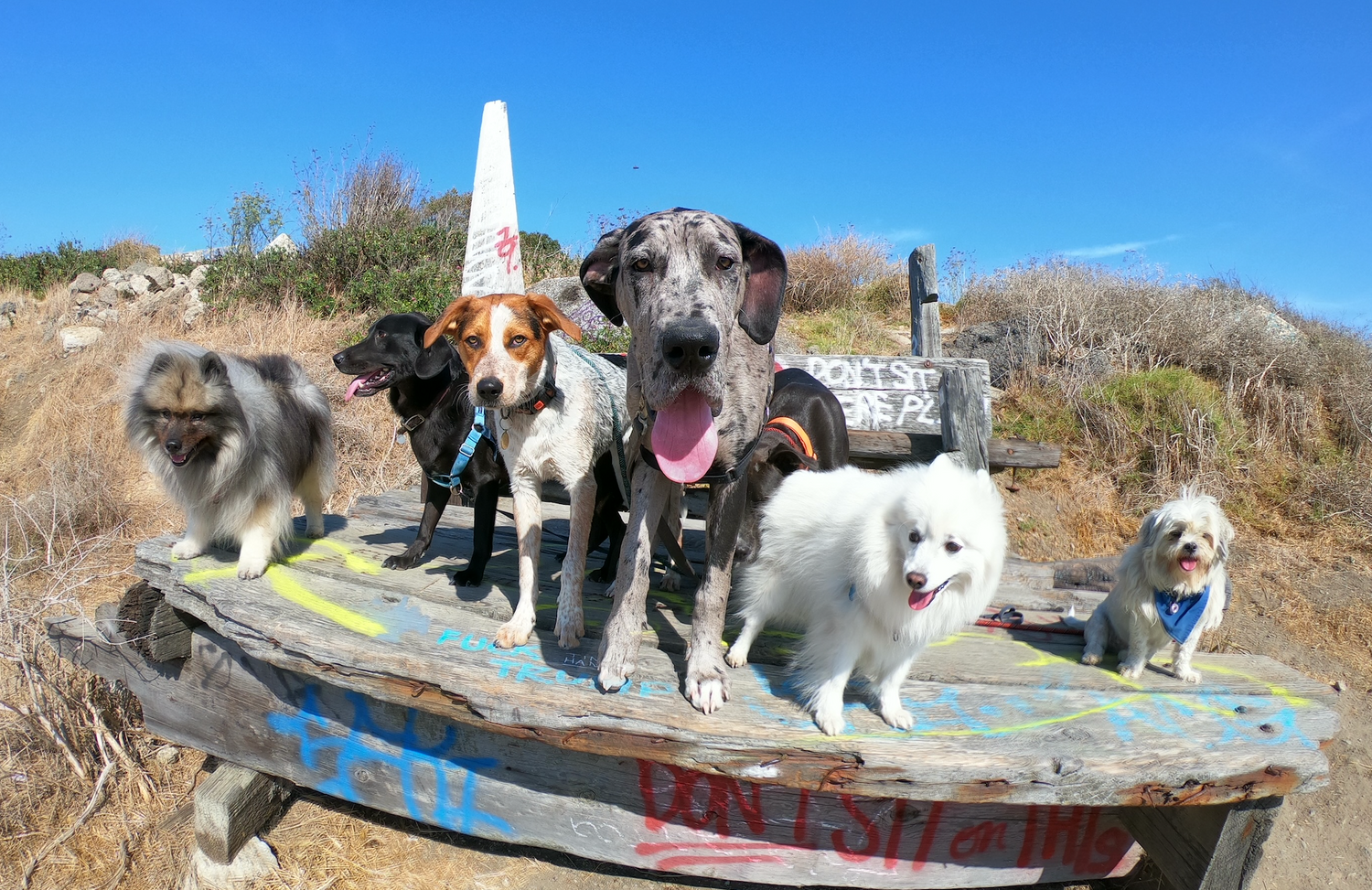 Big Dog vs. Small Dog Life Expectancy: How to Help Your Dog Live Longer