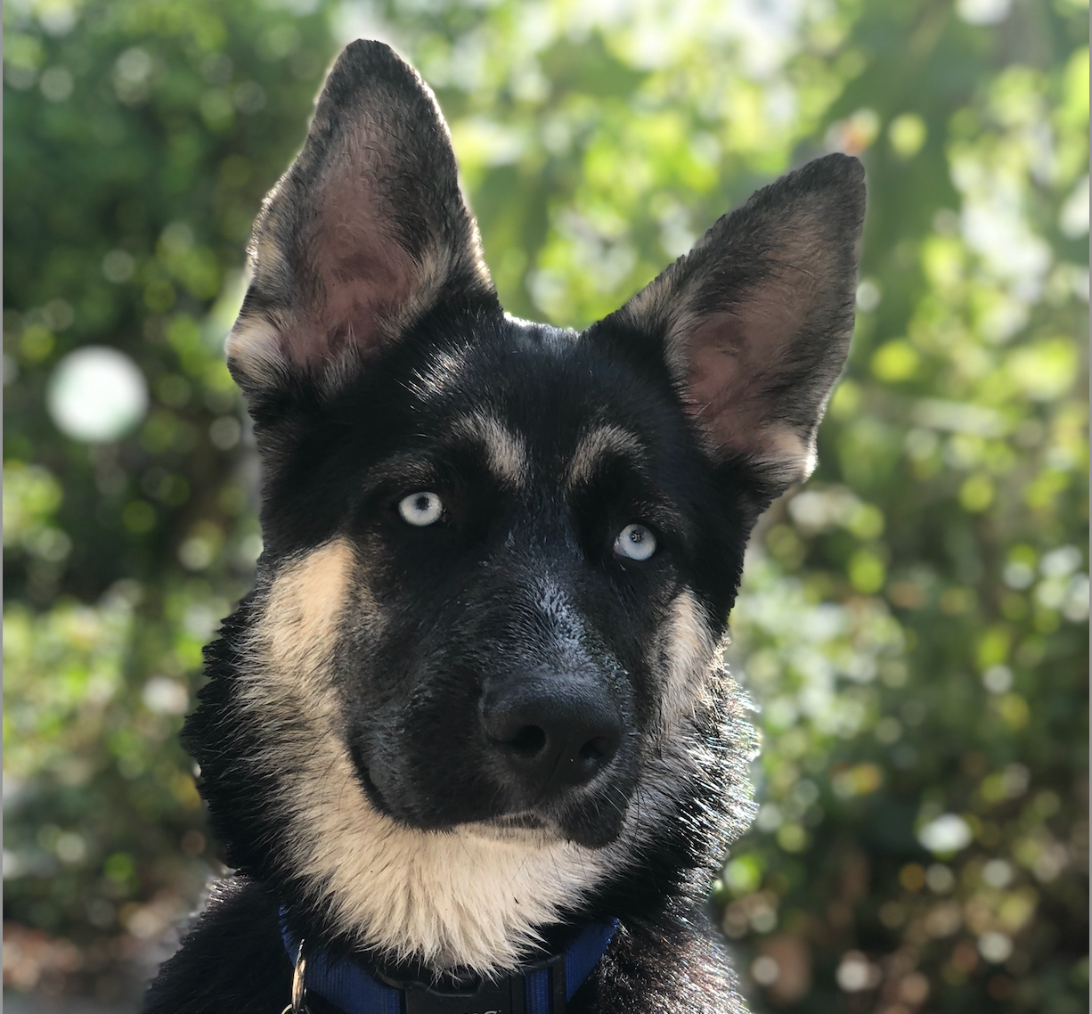 Canine IBD: Complete Guide to Symptoms, Treatment & Prevention for Dog Owners