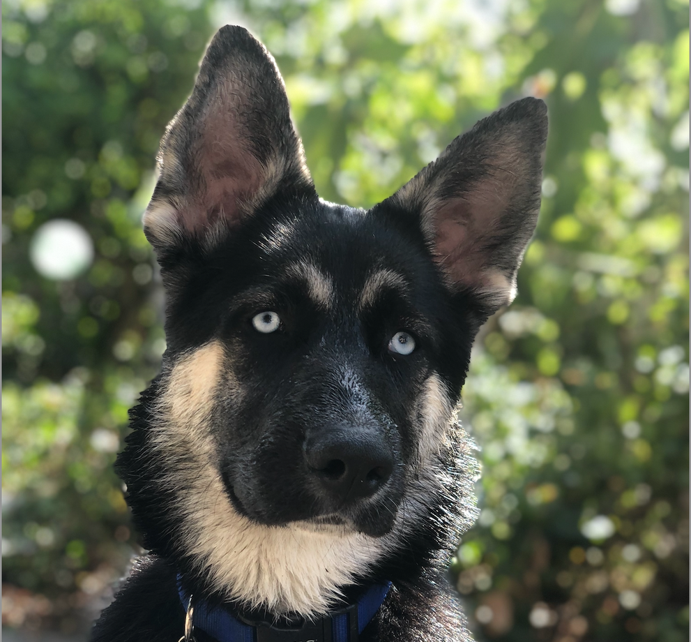 Canine IBD: Complete Guide to Symptoms, Treatment & Prevention for Dog Owners