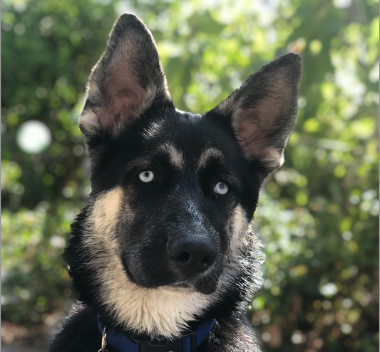 Canine IBD: Complete Guide to Symptoms, Treatment & Prevention for Dog Owners