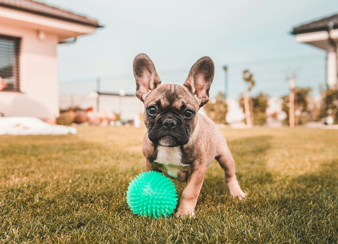 Dog Colitis: Complete Guide to Causes, Symptoms & Effective Treatments (2025)