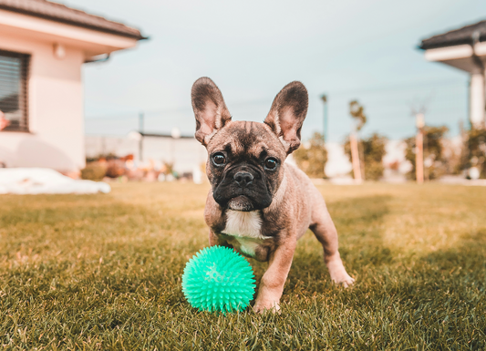 Dog Colitis: Complete Guide to Causes, Symptoms & Effective Treatments (2025)