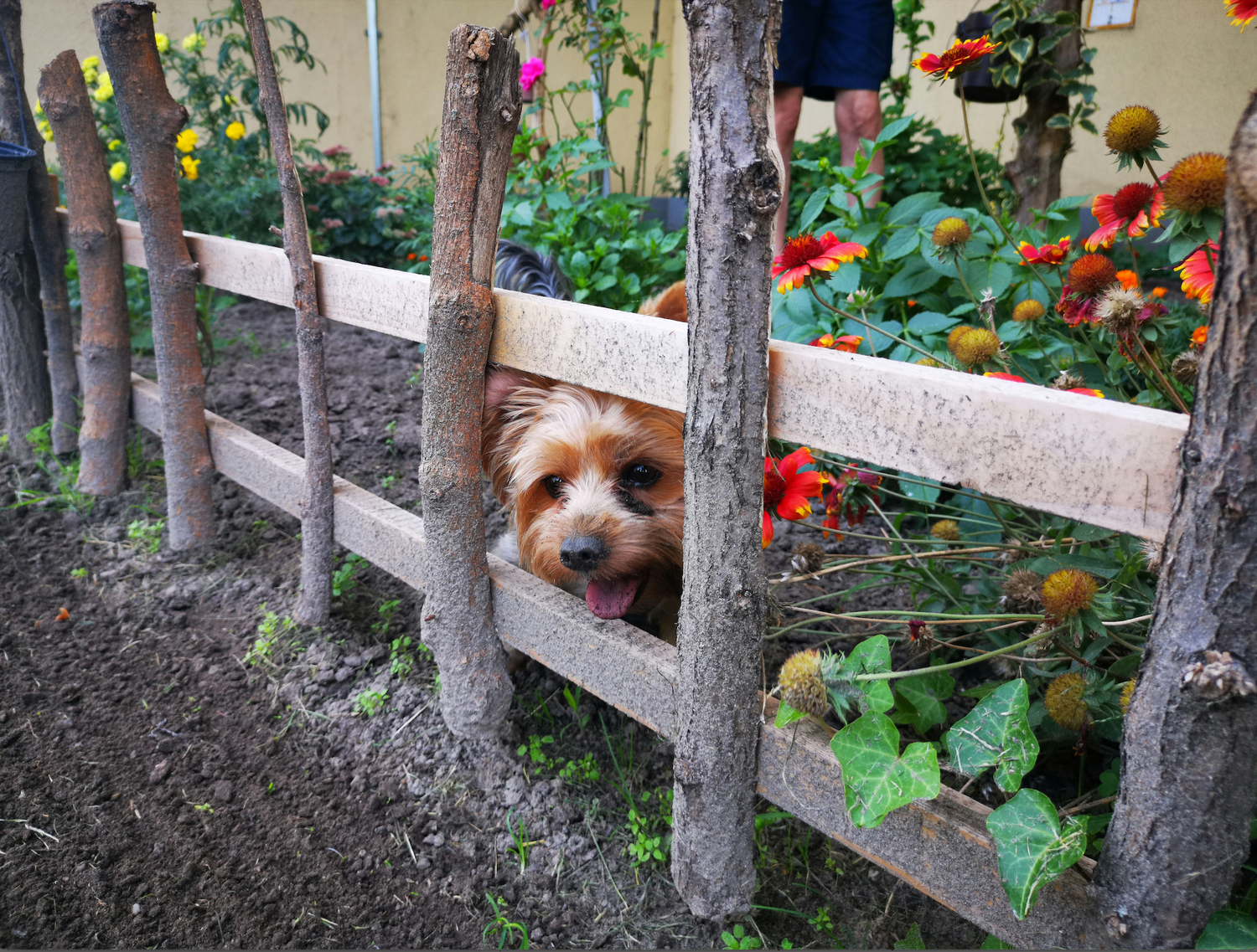 Summer Dog Safety Guide: Southern Region