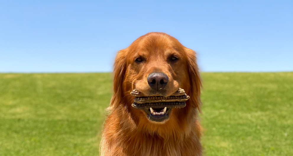How to Give Dental Chews to Dogs Who Gulp: Safe Strategies That Work
