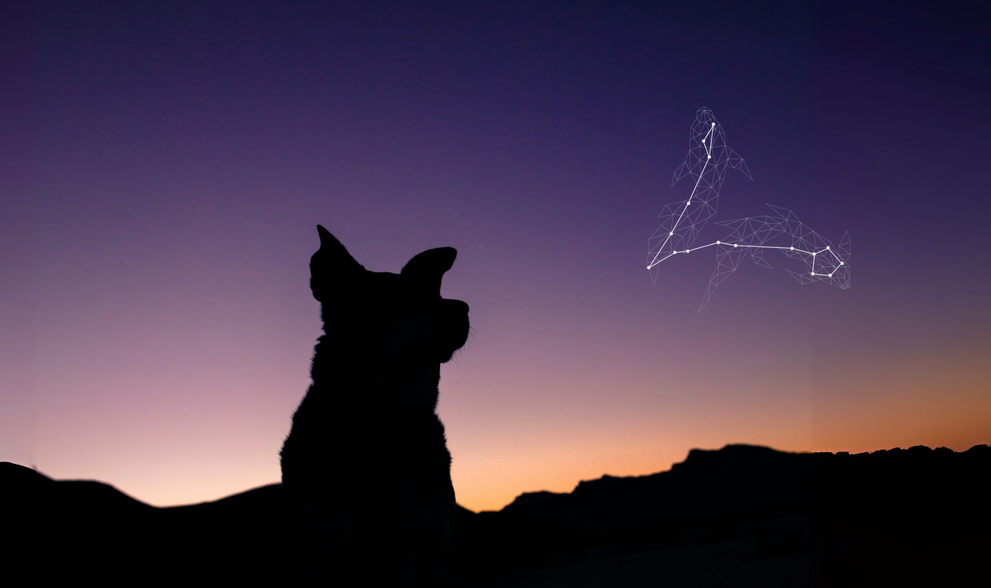 Dog Zodiac Signs: What’s Your Pup’s Snack Sign?