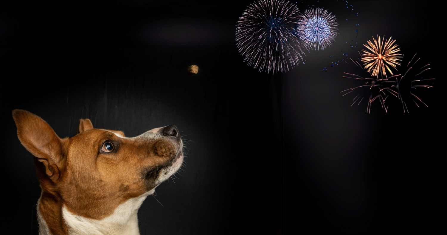Keeping Your Dog Calm During Fireworks