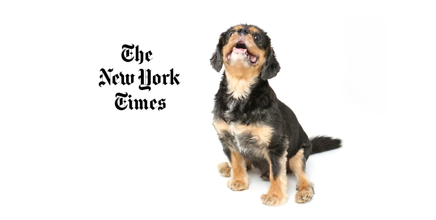 New York Times: Don’t Like Eating Insects? Your Pet Might.