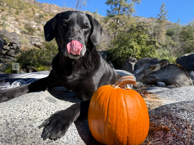 The Power of Pumpkin: Why This Superfood Deserves a Spot in Your Dog’s Diet