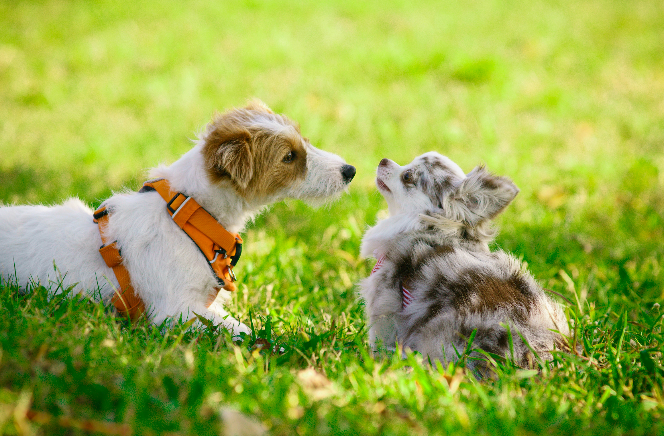 Dental Issues in Small Dogs: What You Need to Know – Jiminy's