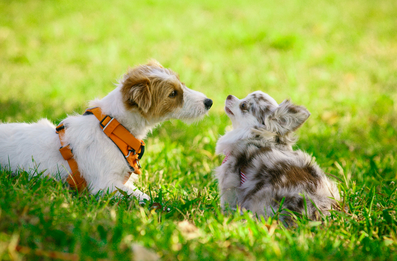 Dental issues in small dogs: what every pet parent should know