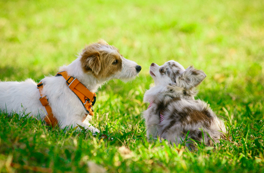 Dental issues in small dogs: what every pet parent should know