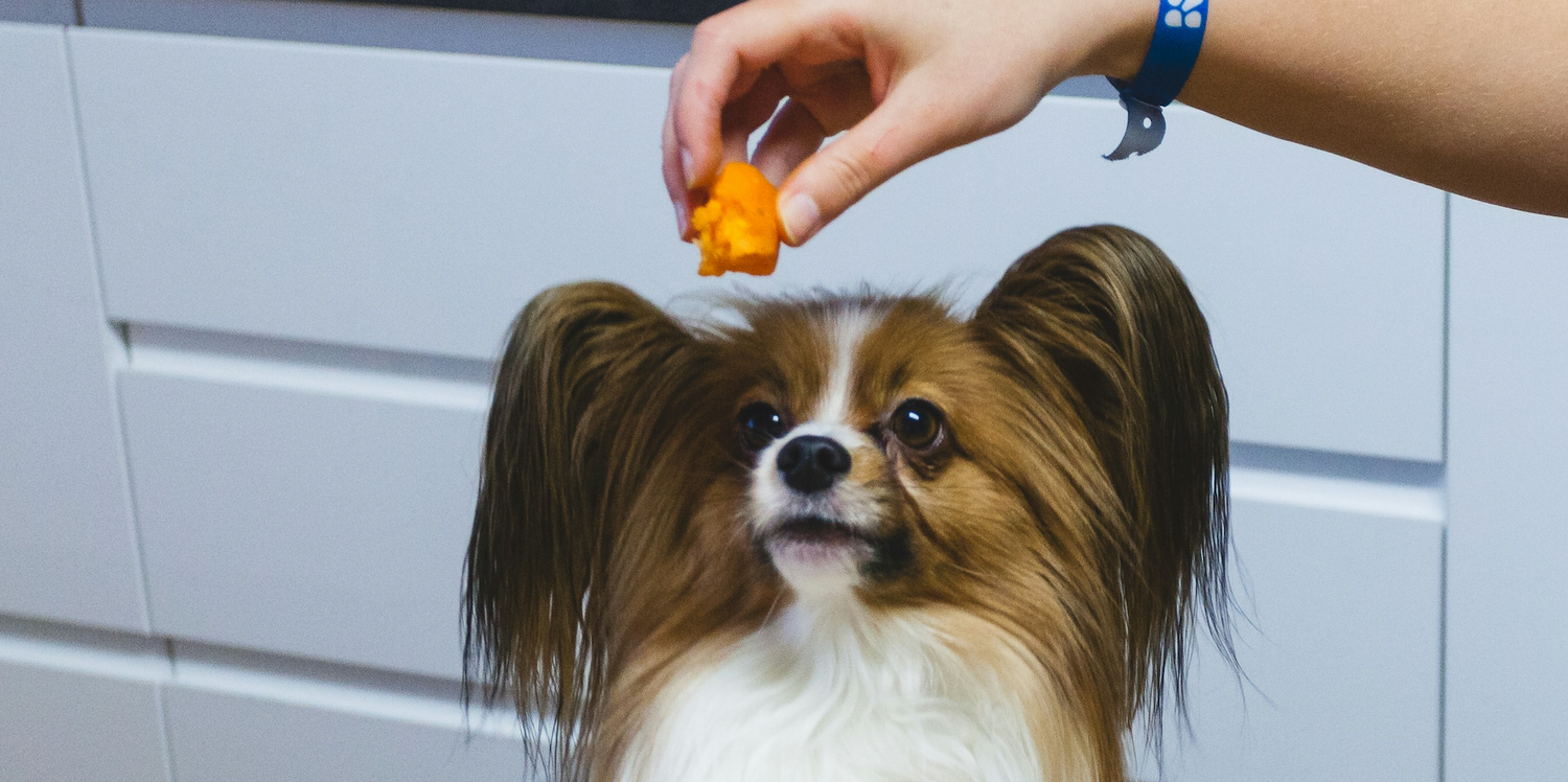 Sweet potato for dogs: Benefits, Digestion, Allergies, Sustainability