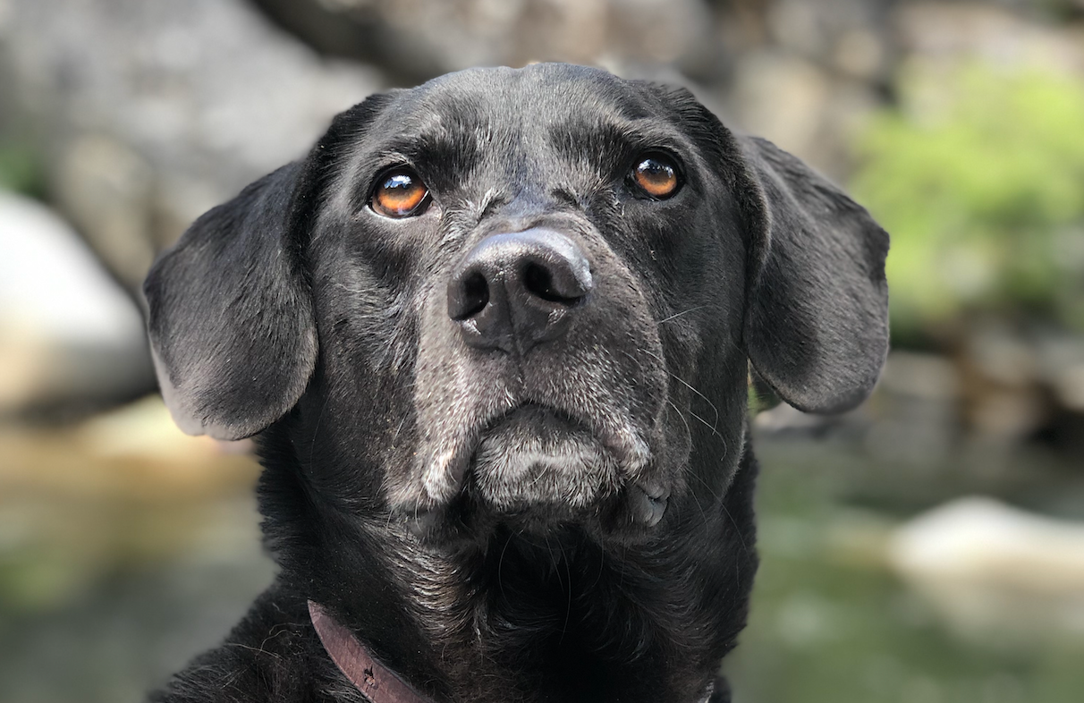 The Benefits of Chitin for Dogs