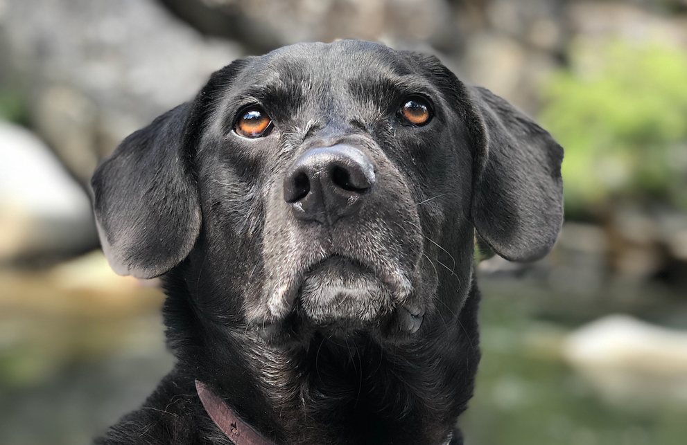 The Benefits of Chitin for Dogs