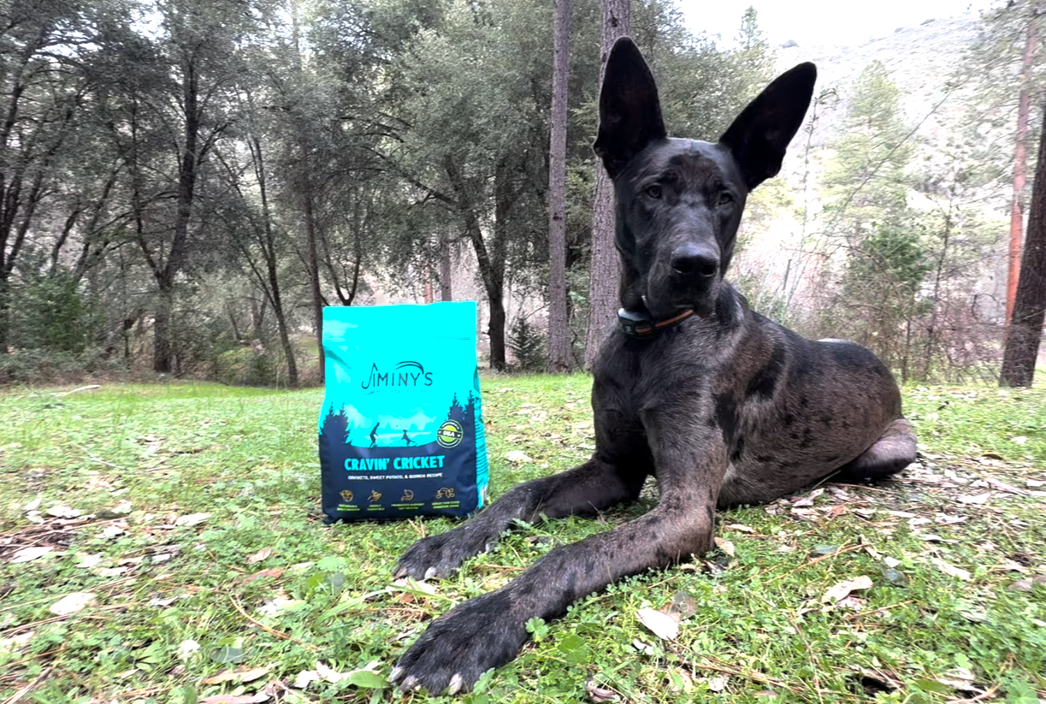 the digestibility of insect protein for dogs: what the science actually says